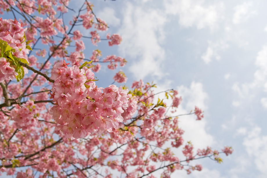 Large prunus lannesiana cv. kawazu zakura 03